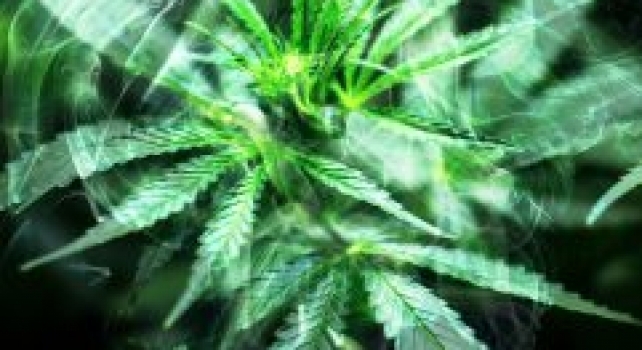 Update On Marijuana for Pain
